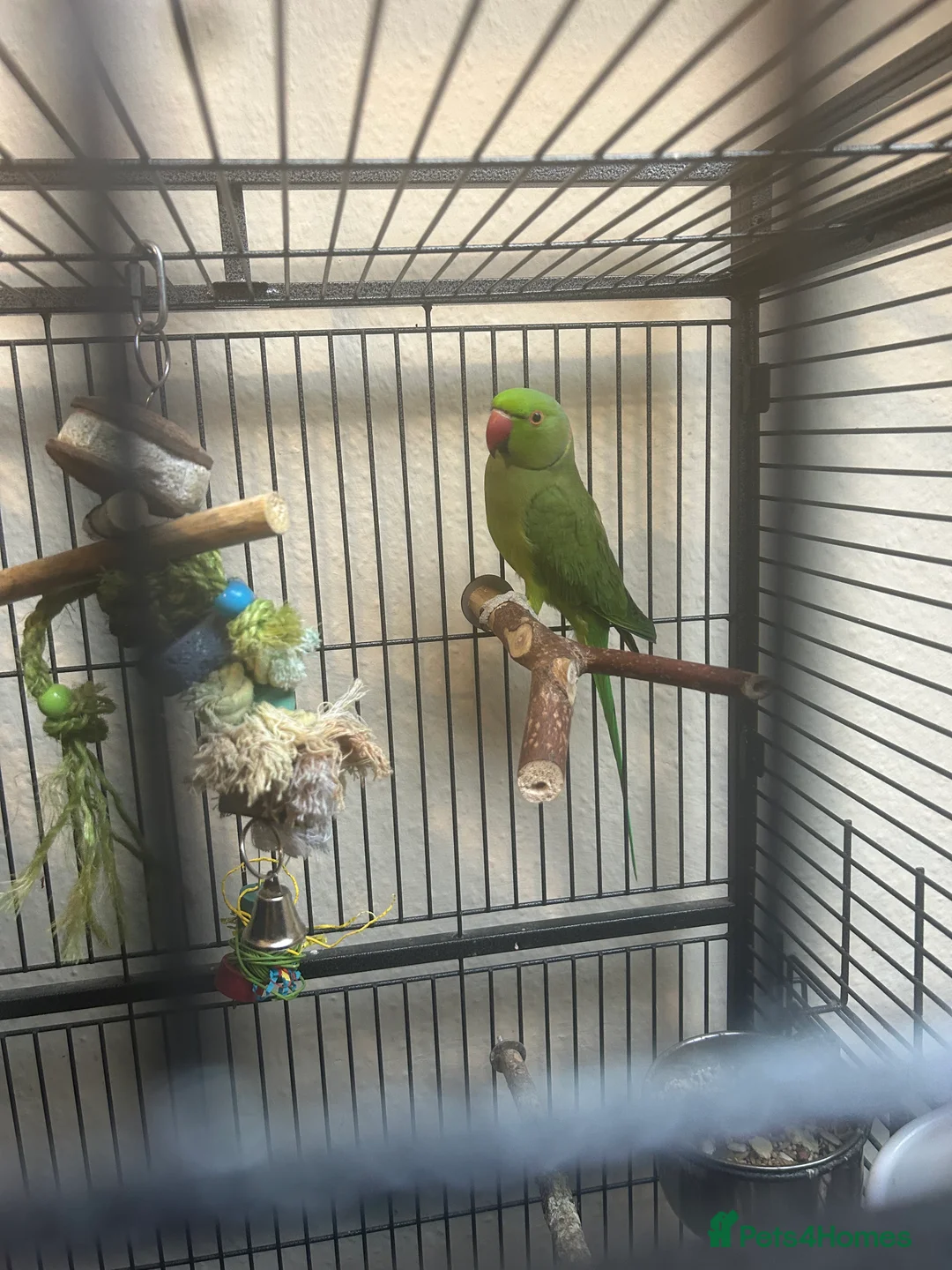 Ringnecks birds for sale: Indian Ringneck - Advert 1