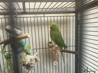 Ringnecks birds Indian Ringneck - Advert 6