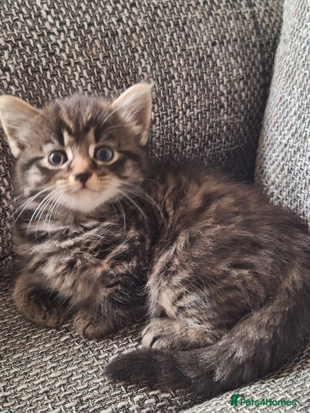 Mixed Breed cats Beautiful 😻 kittens ready for a new family  - Advert 6