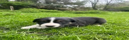 Border Collie dogs for sale: Lovely border collie pups for sale  - Advert 5