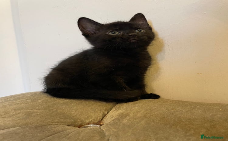 Mixed Breed cats - Advert 31