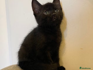 Mixed Breed cats - Advert 14