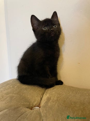 Mixed Breed cats - Advert 31