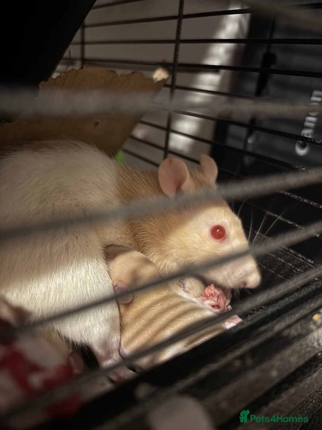 Rat rodents for sale: BABY RATS FOR SALE ( end of jan / start of feb) - Advert 26