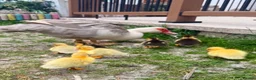 Ducks poultry for sale: Female & Male Muscovy Ducks & Ducklings - Advert 1