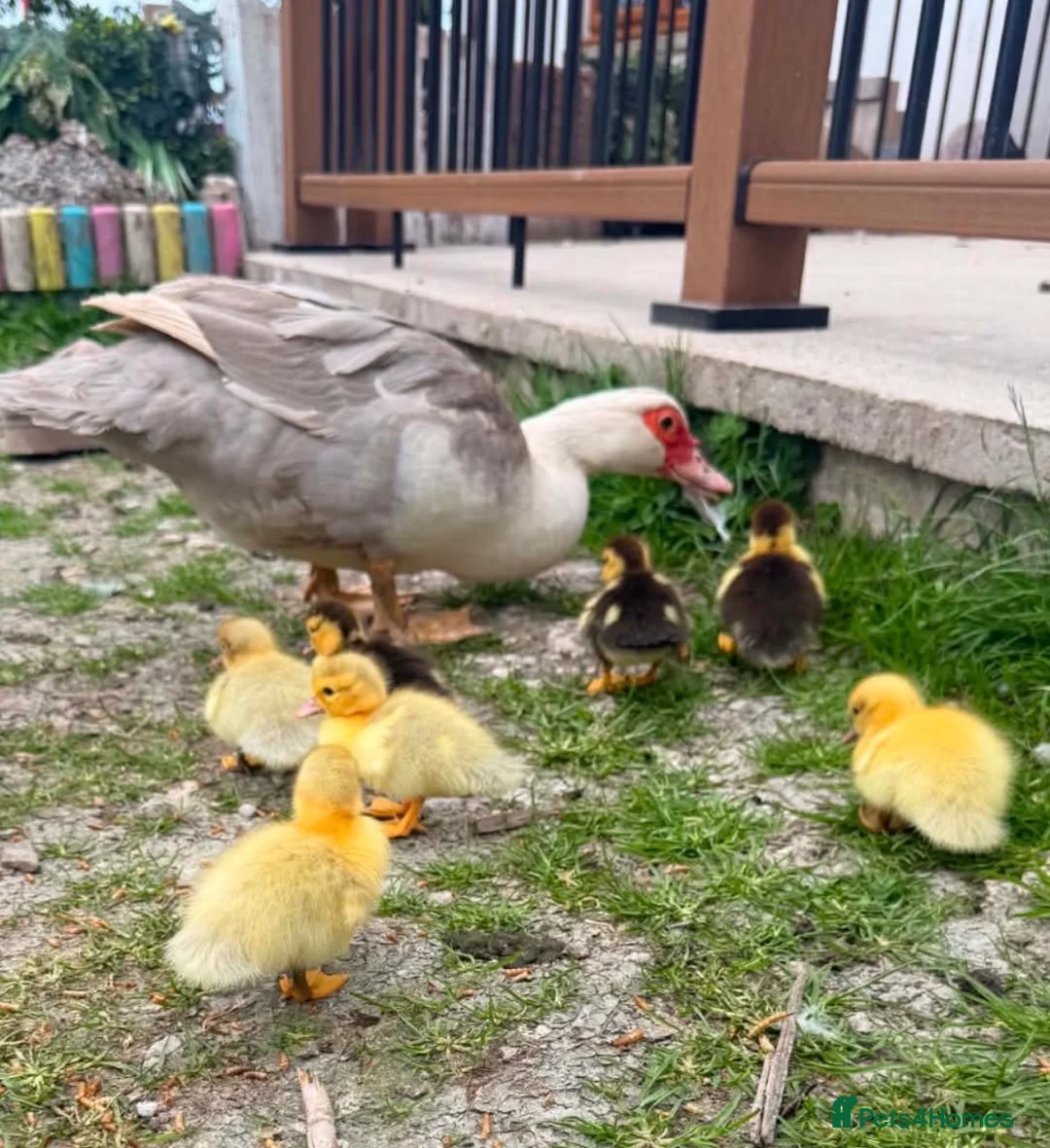 Ducks poultry for sale: Female & Male Muscovy Ducks & Ducklings - Advert 1