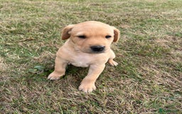 Labrador Retriever dogs for sale: Labrador retriever puppies - Image 9