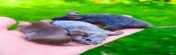 Mouse rodents for sale: Beautiful female mice in many colours  - Advert 4