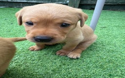Labrador Retriever dogs for sale: Stunning Fox Red Labrador puppies  - Image 27