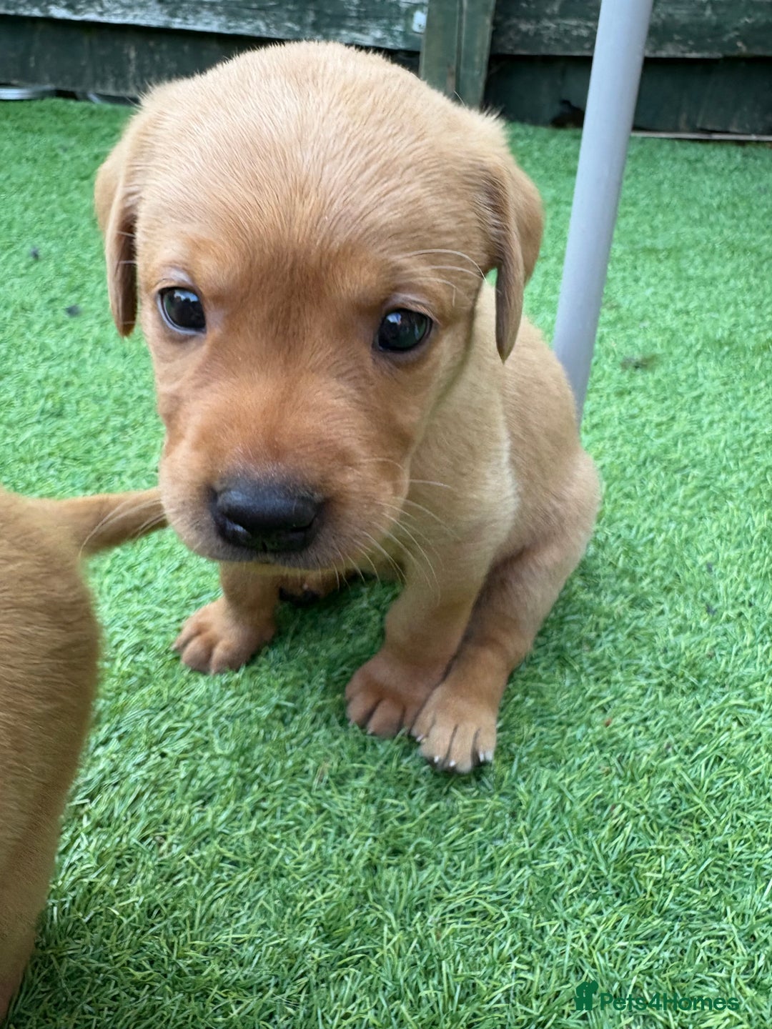 Labrador Retriever dogs for sale: Stunning Fox Red Labrador puppies  - Image 27