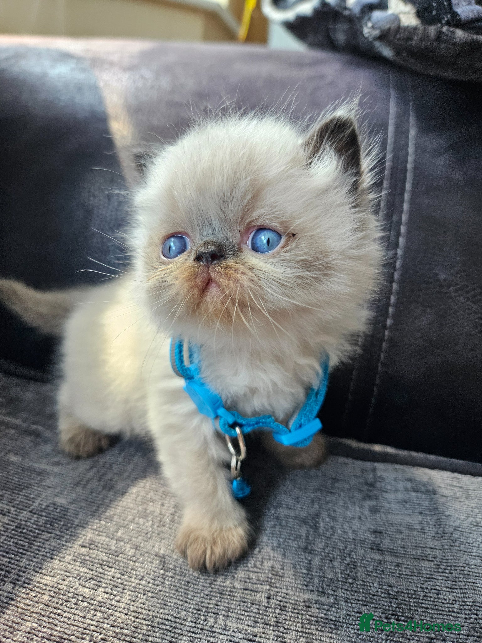 Persian cats 😻Stunning Pedigree Persian Kittens😻  - Advert 10