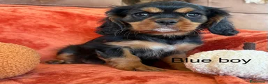 Cavalier King Charles Spaniel 3