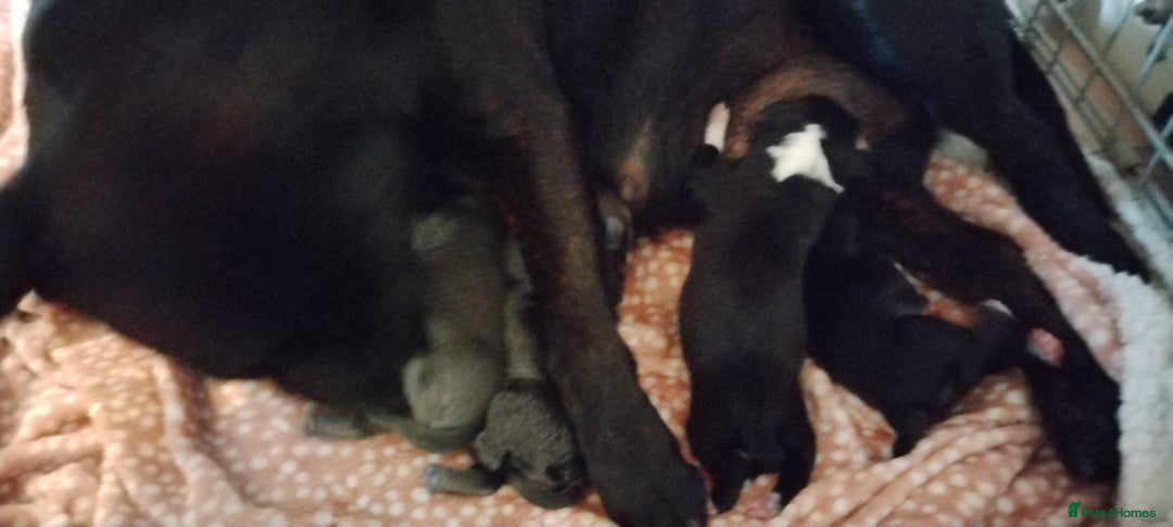 Staffordshire Bull Terrier dogs for sale: Staffy pups beautiful.. Girls avaliable  - Image 4