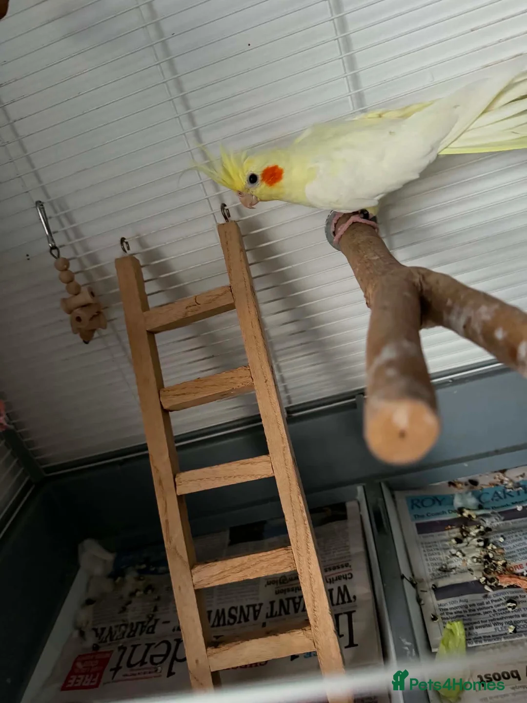 Cockatiels birds for sale: Cockatiel and cage  - Advert 2