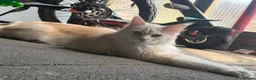 Maine Coon cats for sale: Maine coon girl 1year old  - Advert 4