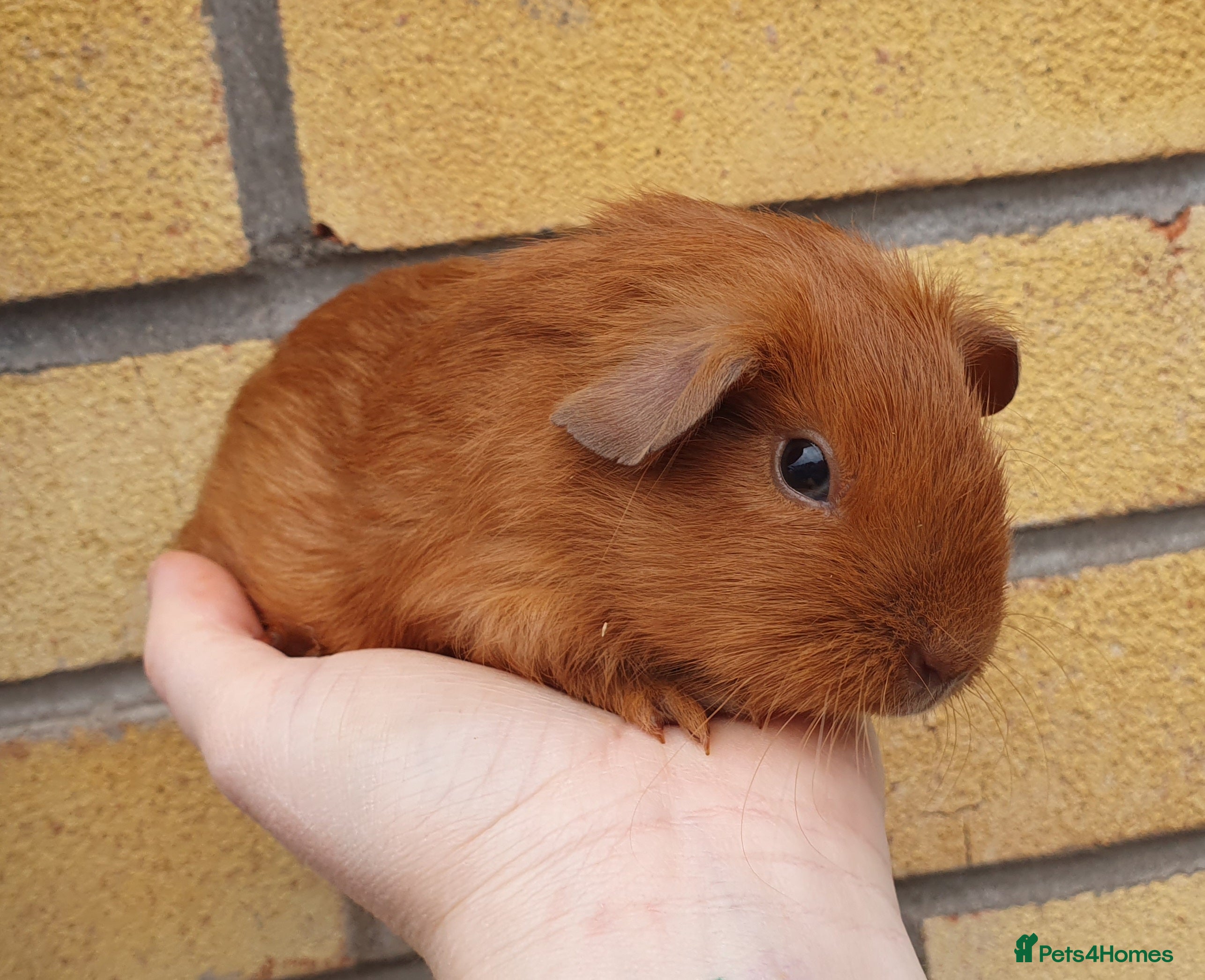 Guinea Pig rodents guinea pigs  - Advert 13