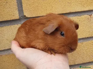 Guinea Pig rodents guinea pigs - Advert 13
