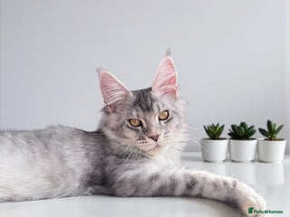 Maine Coon cats - Advert 3