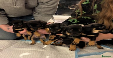 Chiweenie dogs - Advert 14