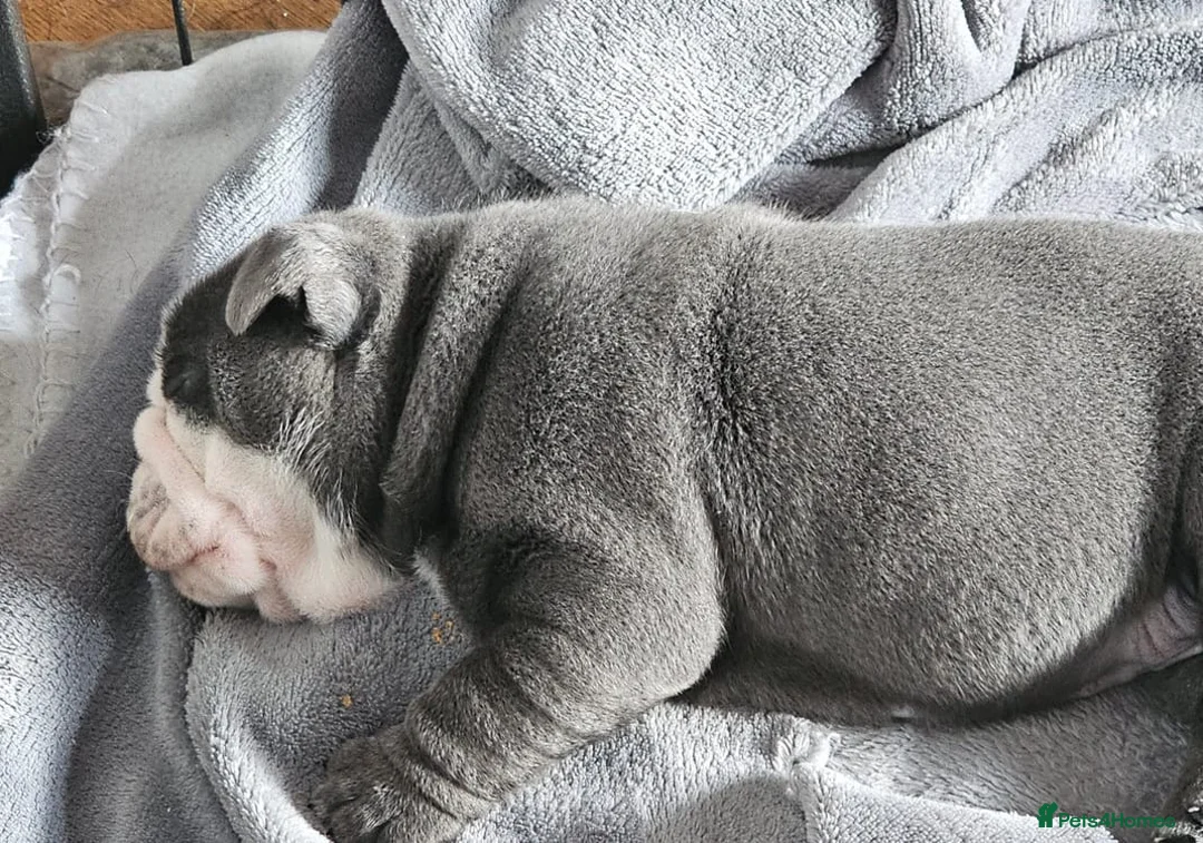 English Bulldog dogs for sale: Exceptional Blue & White English Bulldog ! Puppies - Advert 4