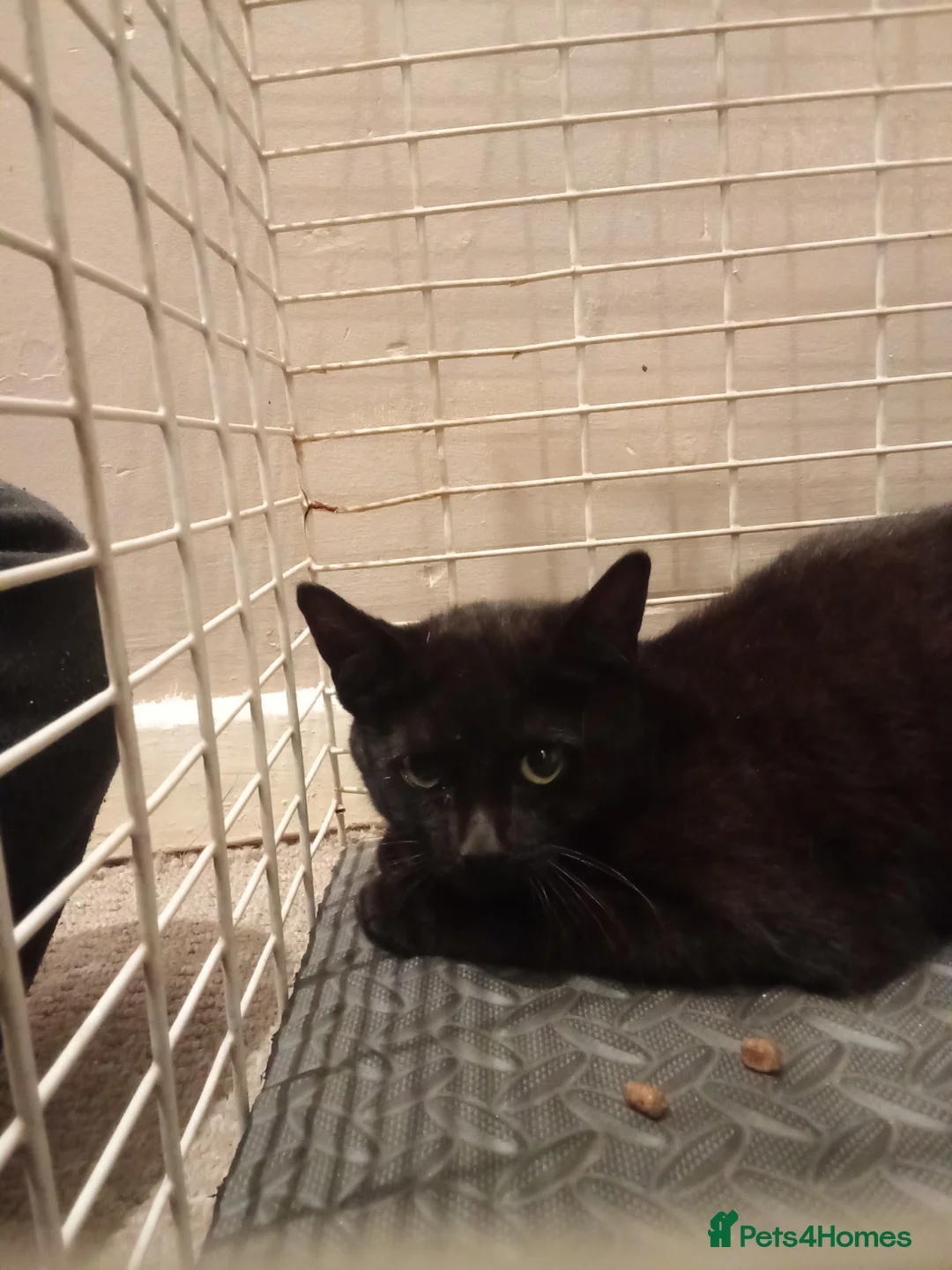 Mixed Breed cats for sale: Sweet girl looking for urgent home - Advert 1