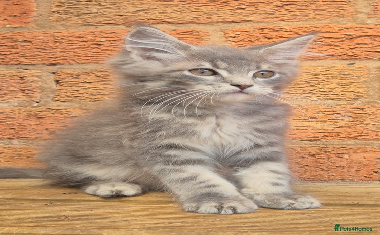 Maine Coon cats - Advert 4