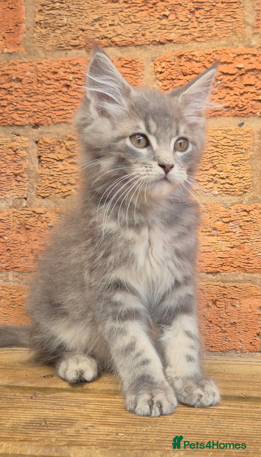 Maine Coon cats for sale: Beautiful Maine Coon kittens - Image 1