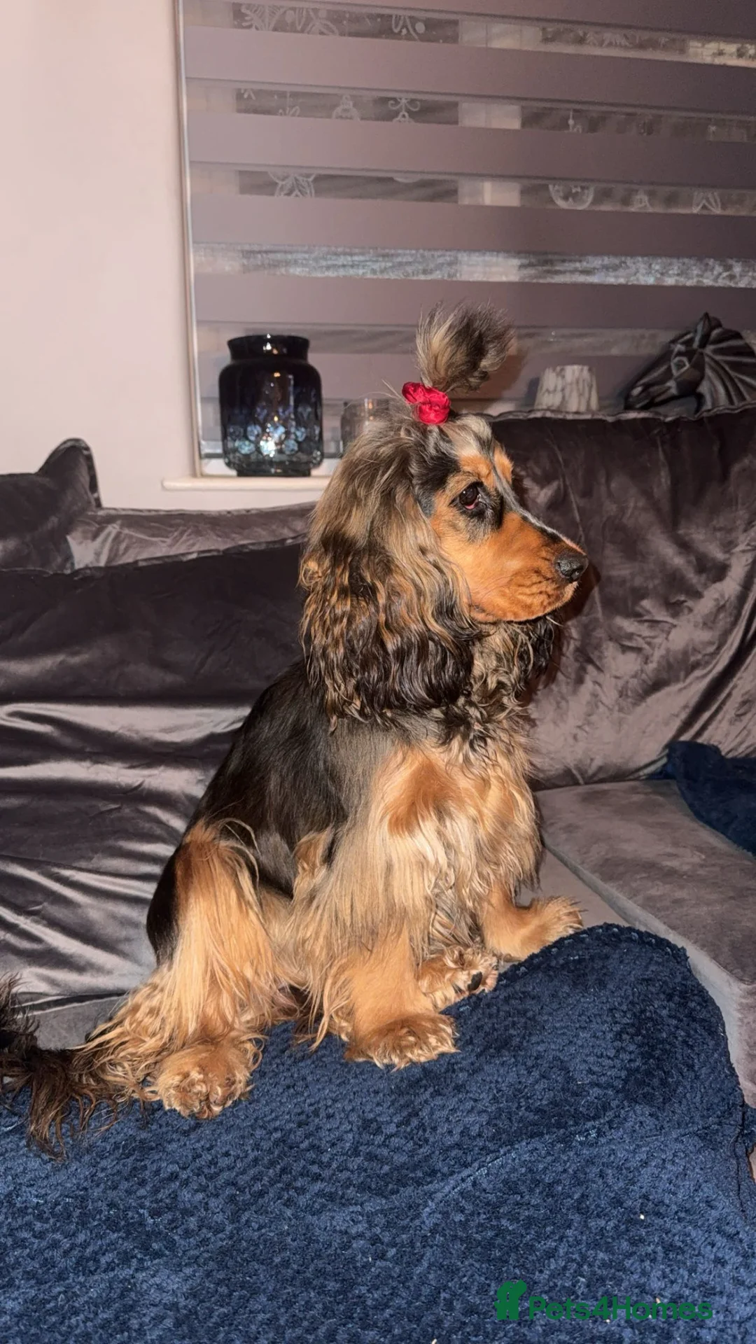 Cocker Spaniel dogs for sale: Outstanding KC registered Cocker Spaniel Puppies  - Advert 14