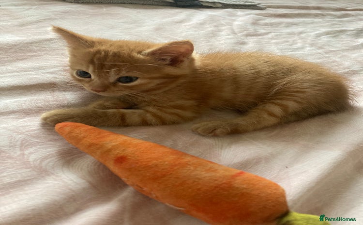 Mixed Breed cats - Advert 13