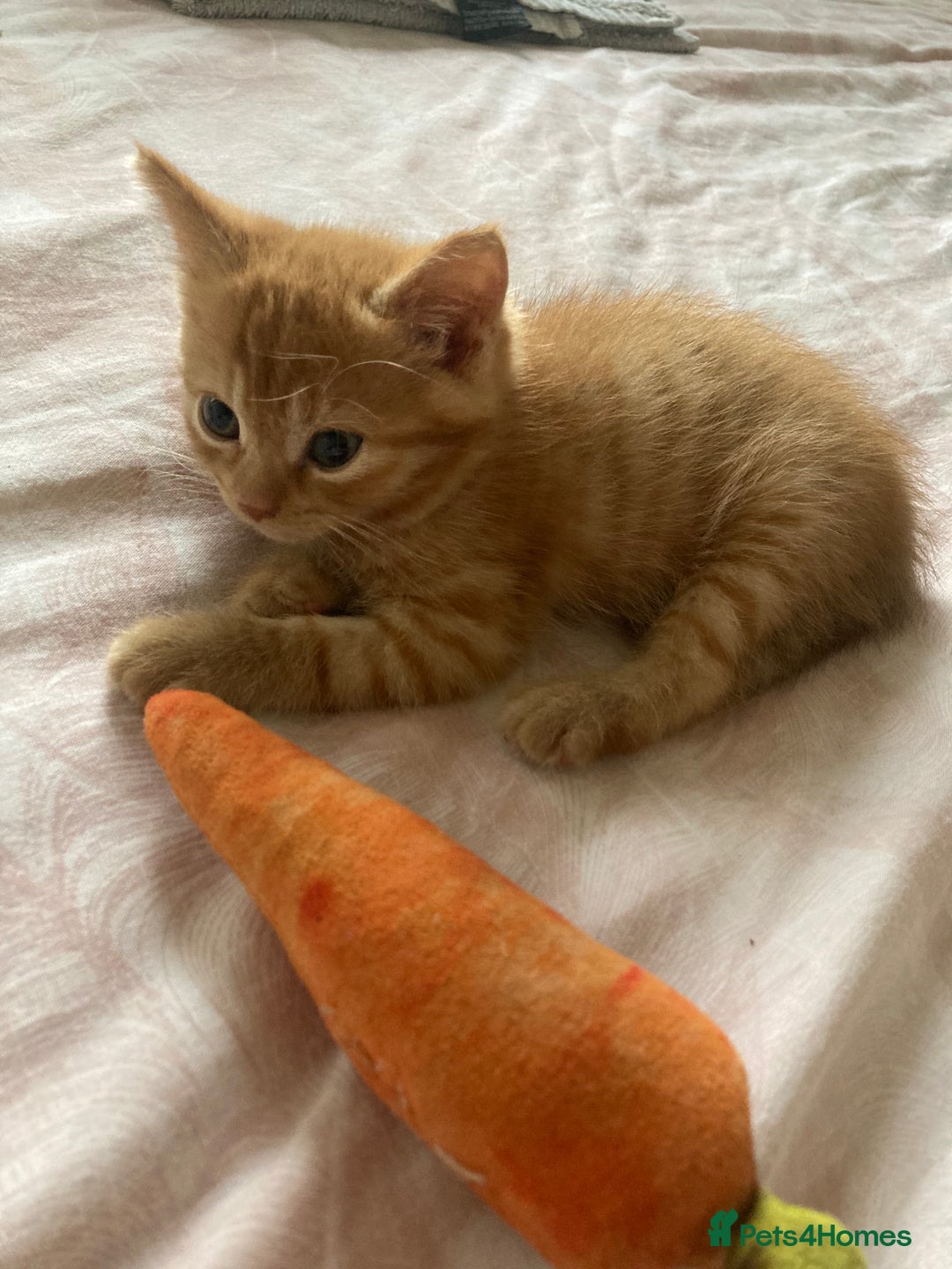 Mixed Breed cats for sale: Kittens 😸 MaineCoon x kittens READY TODAY ❤️😸🐈 - Image 6