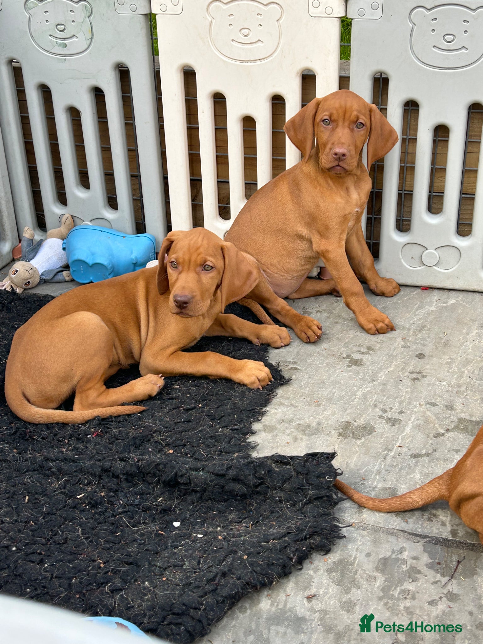 Hungarian Vizsla dogs KC Hungarian Vizsla puppies  - Advert 2