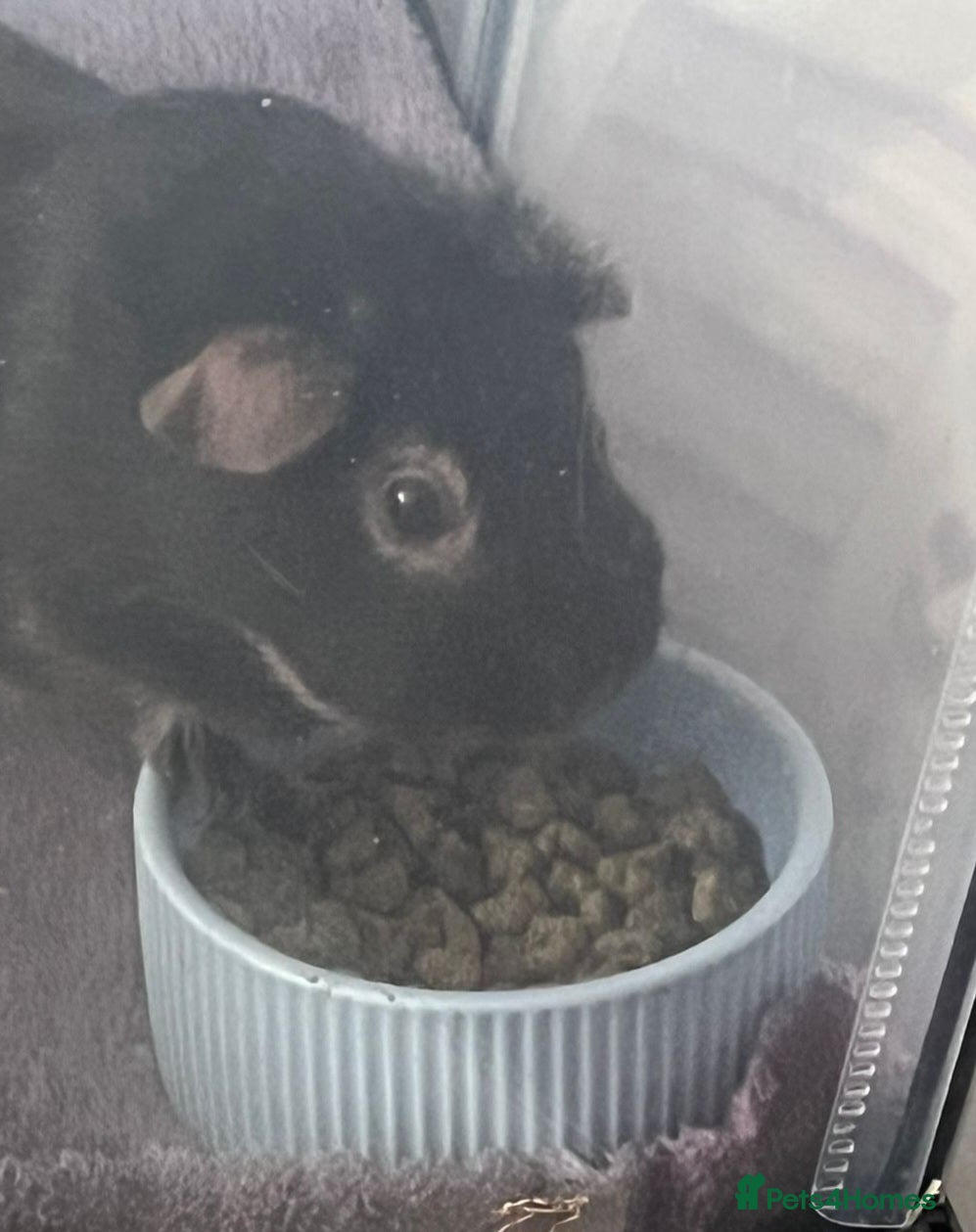 Guinea Pig rodents for sale: Male Guine Pig 10 months old with accessories - Advert 6