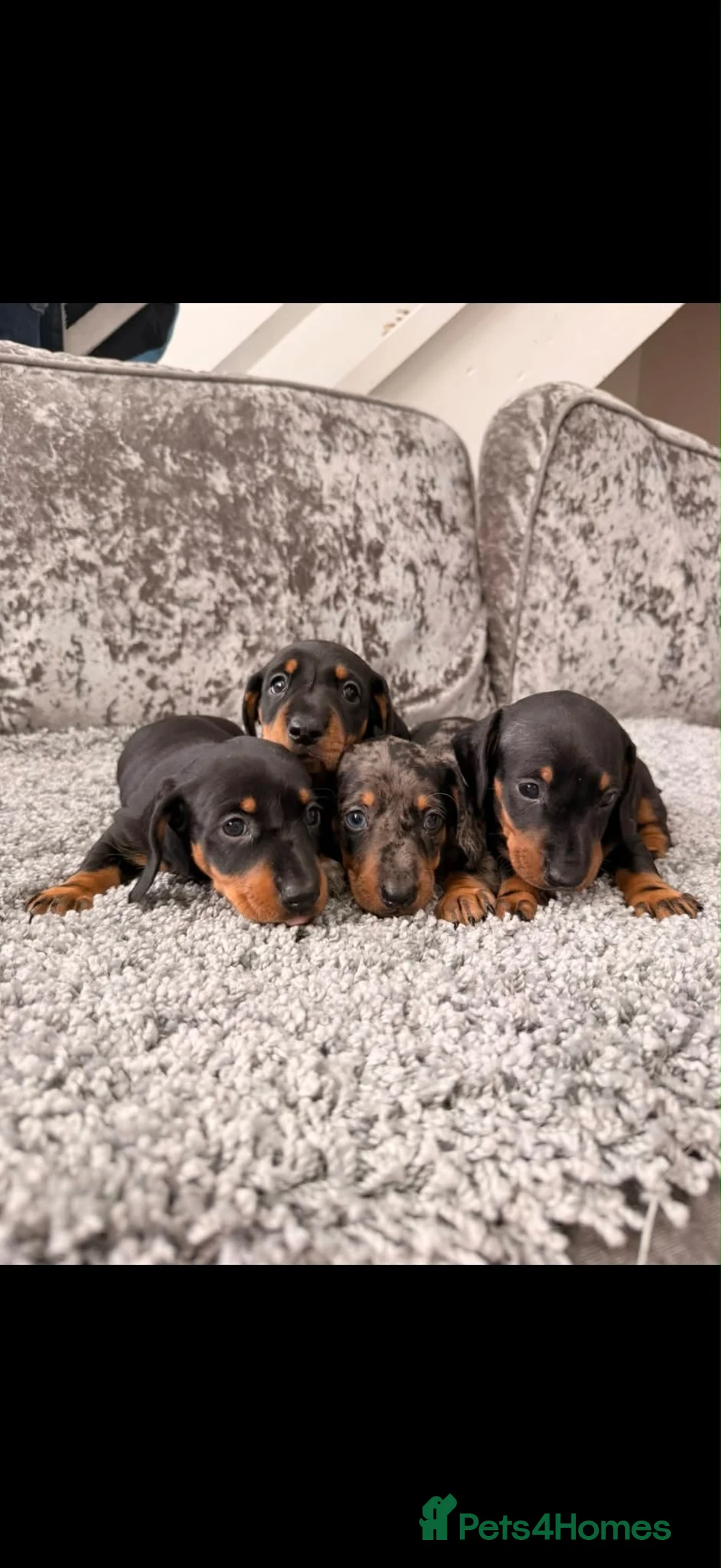 Miniature Dachshund dogs for sale: Miniature Dachshunds in Nelson - Advert 2