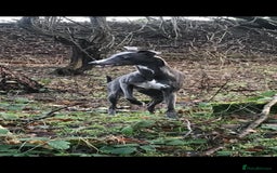 Whippet dogs for sale: KC Registered Whippet Puppies - Image 16