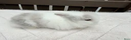 Lionhead rabbits for sale: Doublemane lionheads in Saltash - Advert 4