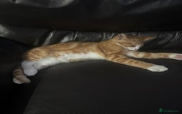 British Shorthair cats for sale: Male British Shorthaired Crossbreed For Sale - Image 4