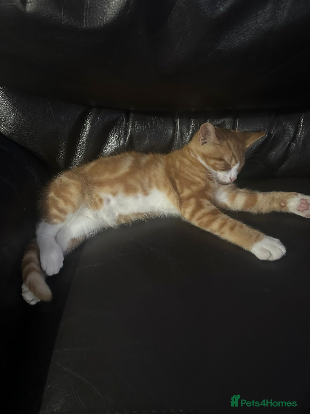 British Shorthair cats for sale: Male British Shorthaired Crossbreed For Sale - Image 4