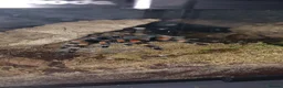 Tarantulas invertebrates for sale: Tarantula Collection For Sale - Advert 2
