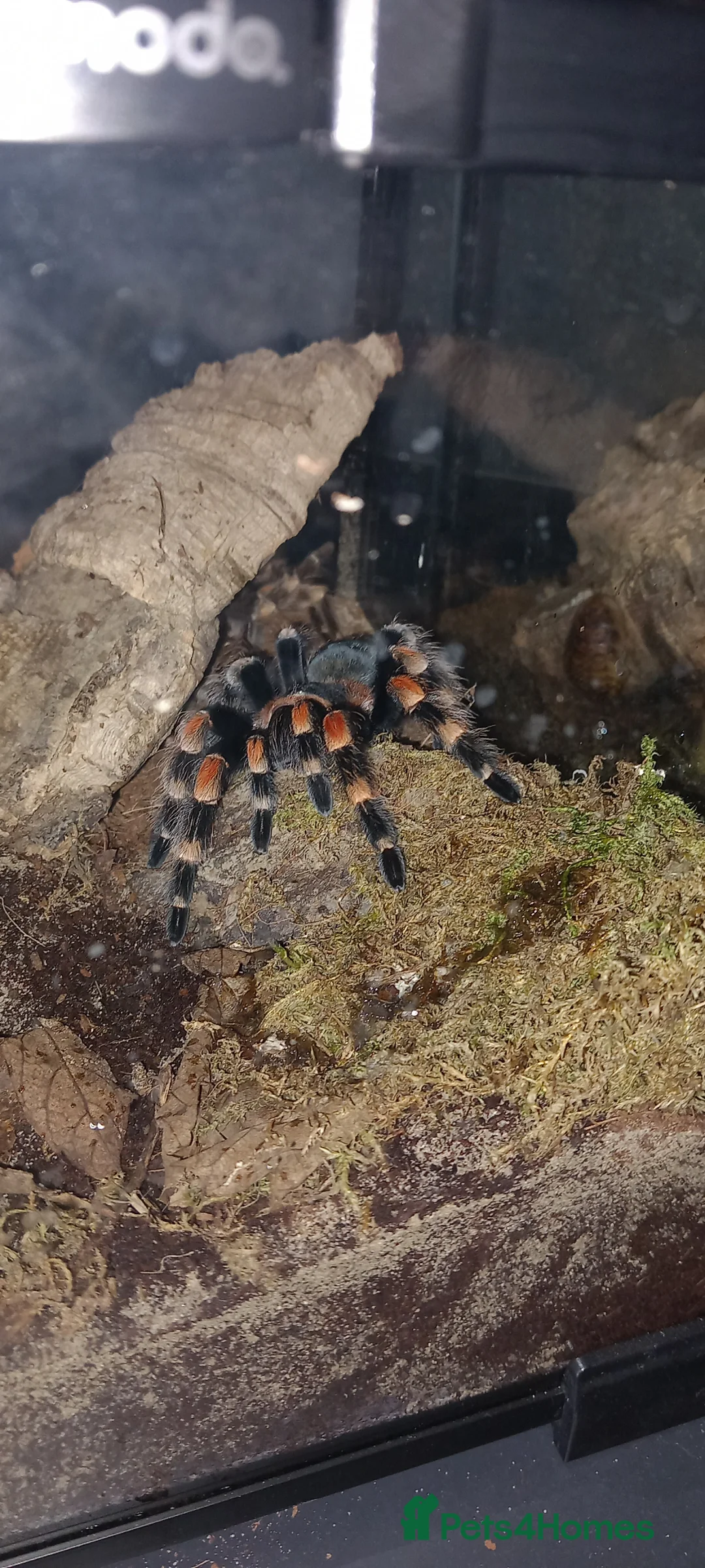Tarantulas invertebrates for sale: Tarantula Collection For Sale - Advert 2