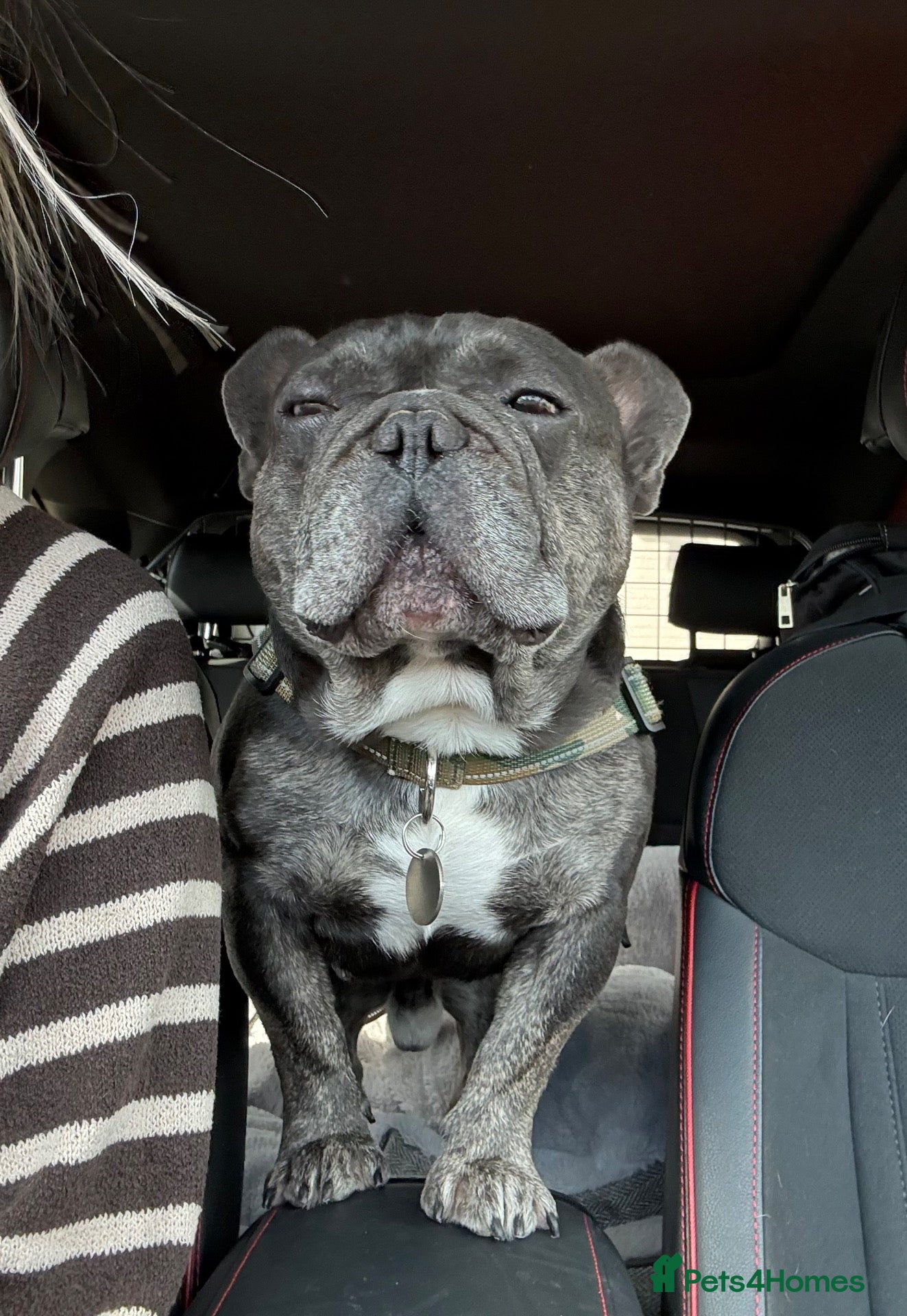 French Bulldog dogs Rescue boy Simba  - Advert 1