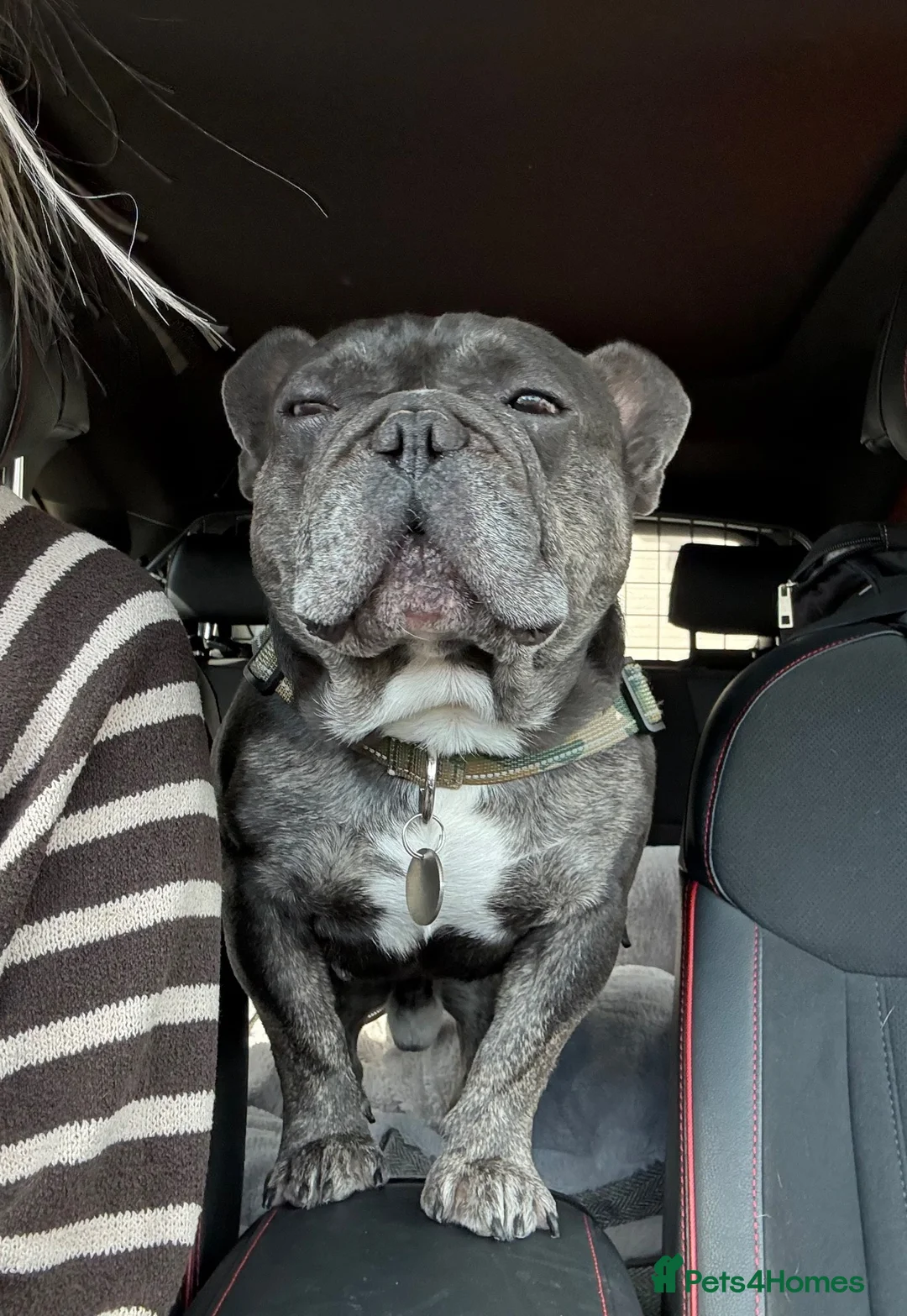 French Bulldog dogs for sale: Rescue boy Simba  - Advert 1