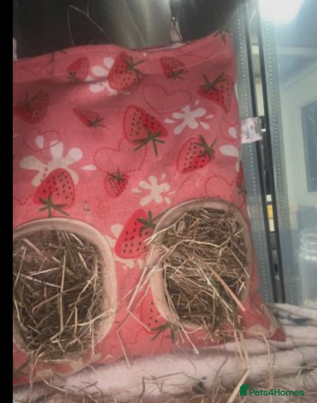 Guinea Pig rodents for sale: 2 male guinea pigs with cage+extras included  - Advert 11