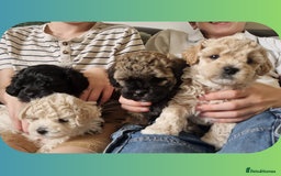 Maltipoo dogs for sale: Rare F2 Toy Maltipoos, DNA Clear + Basic Training - Image 4