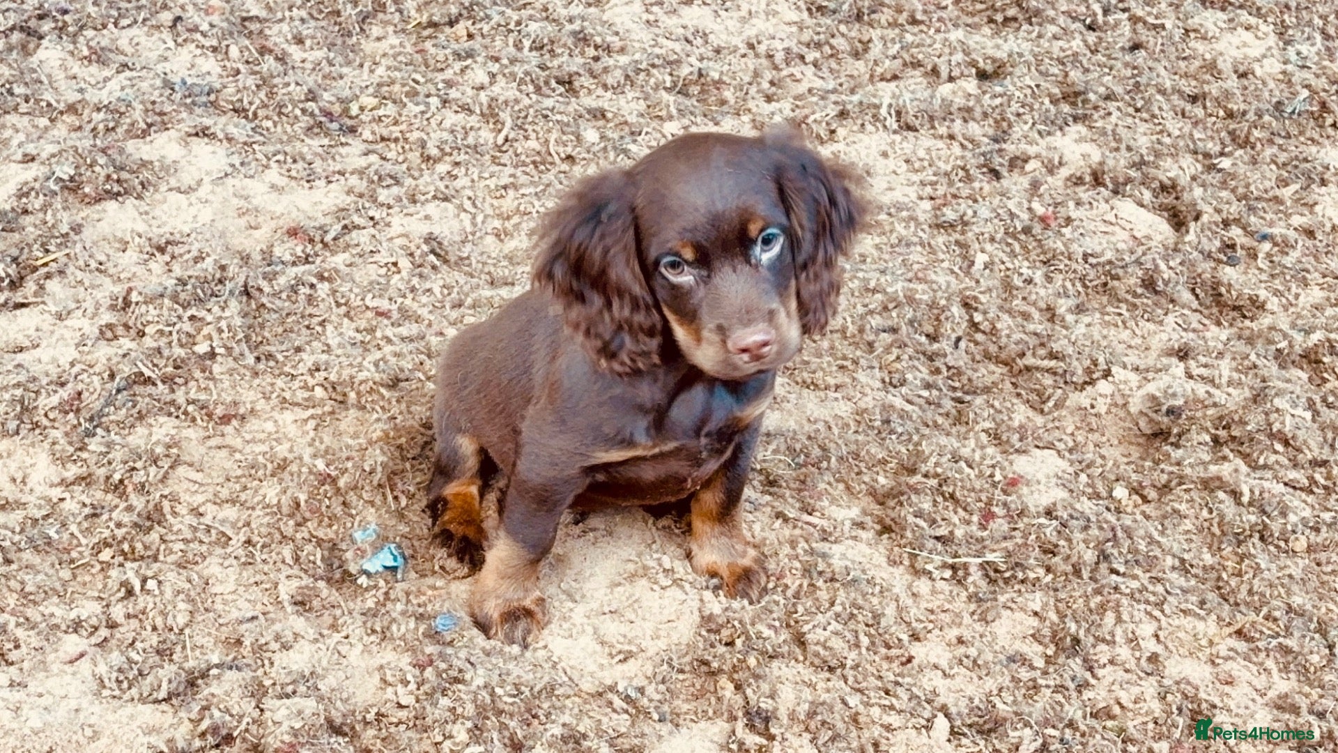 Cocker Spaniel dogs READY NOW Chocolate Cocker Spaniel Pups - Advert 1