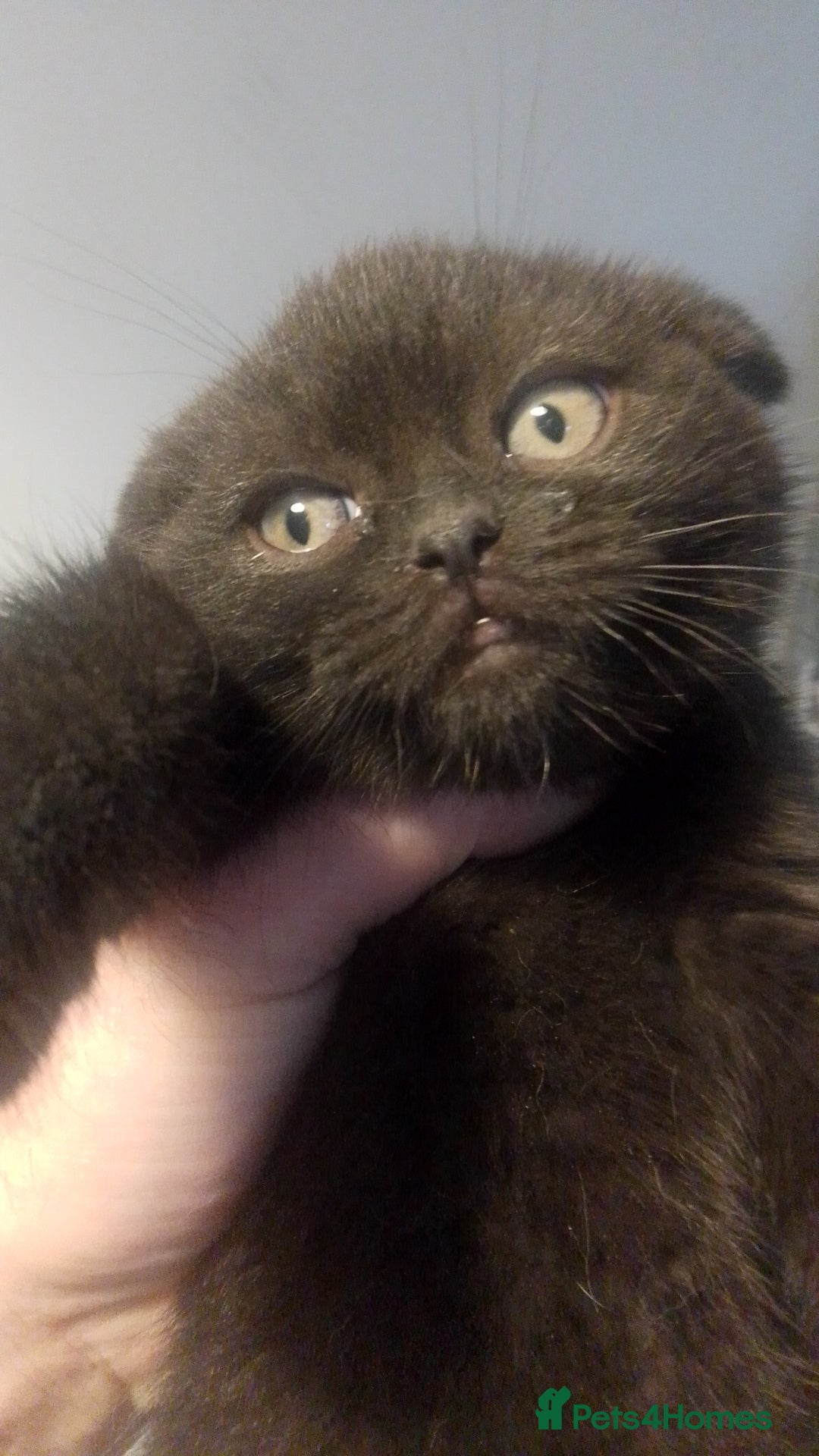 British Shorthair cats for sale: Last black boy  Teddy bear BSH - Image 17