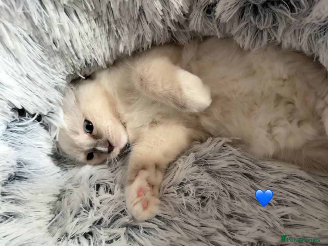 Ragdoll cats for sale: 4 Gorgeous Pure-Bred Ragdolls - Image 5