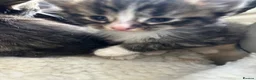 Mixed Breed cats for sale: Two mixed litters for sale - Advert 6
