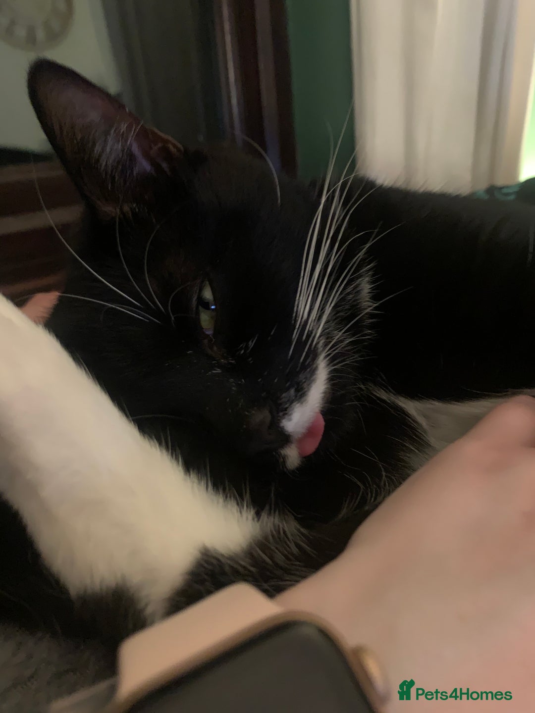 Mixed Breed cats for sale: Flimflam & Bojo - Image 19