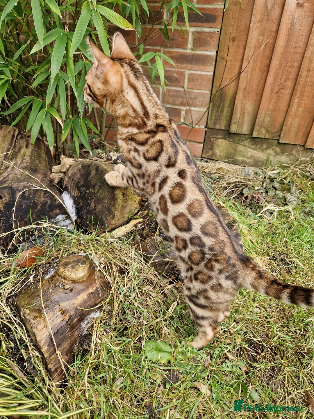 Bengal cats for sale: Stunning Rosetted Girl  - Advert 6