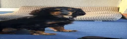 Cocker Spaniel dogs for sale: Cocker Spaniel   - Advert 9